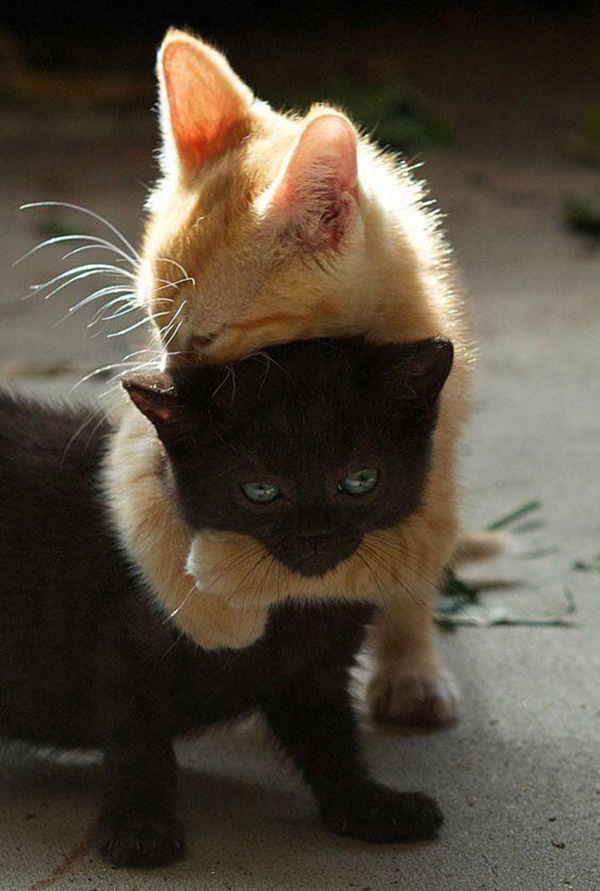 kittens hugging