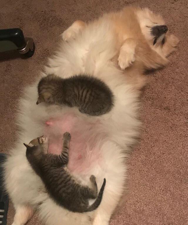 pregnant dog nurses two kittens