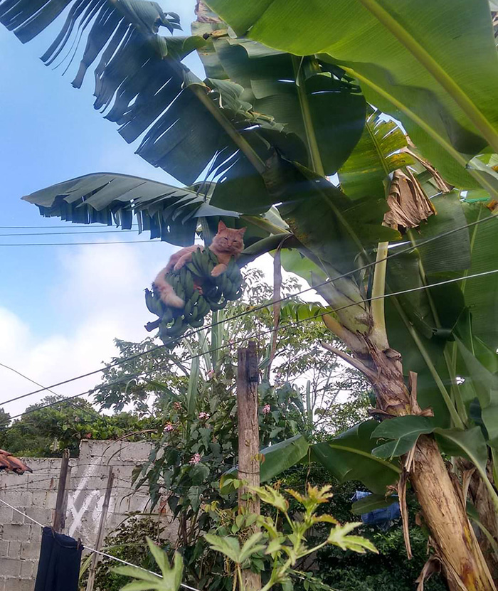 cat in banana tree
