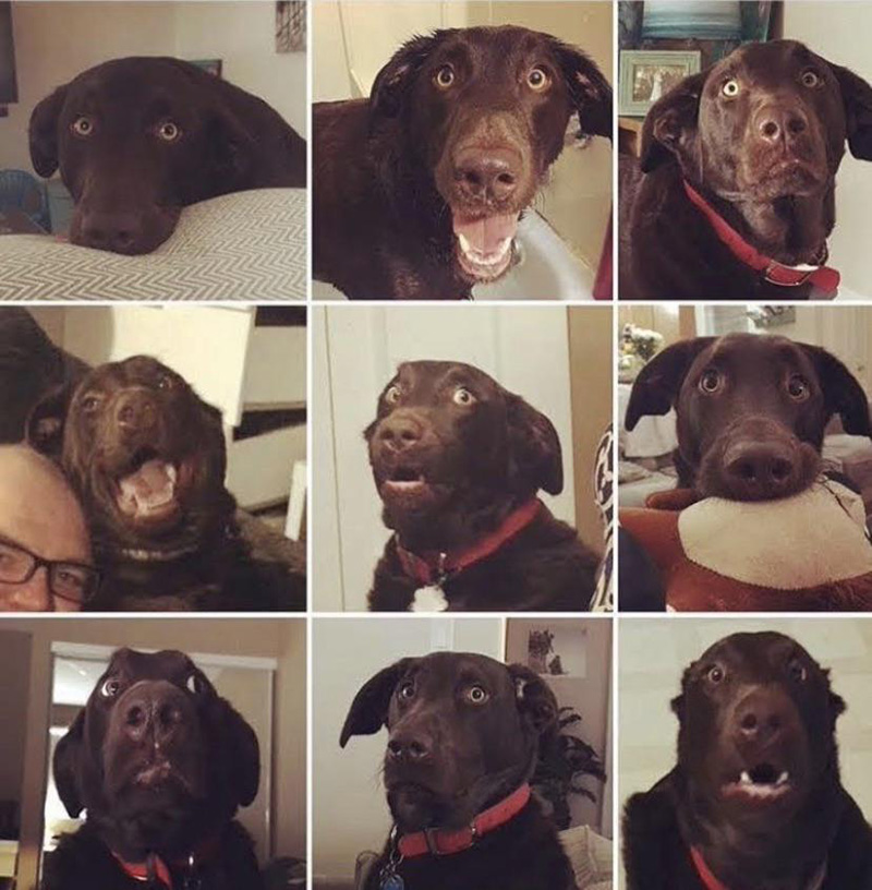 Dog Owner Makes Hilarious Collage Of Her Lab's Many Facial Expressions