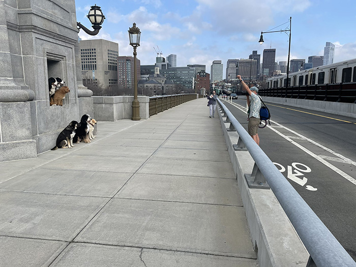 dog walker photo of dogs on Longfellow Bridge