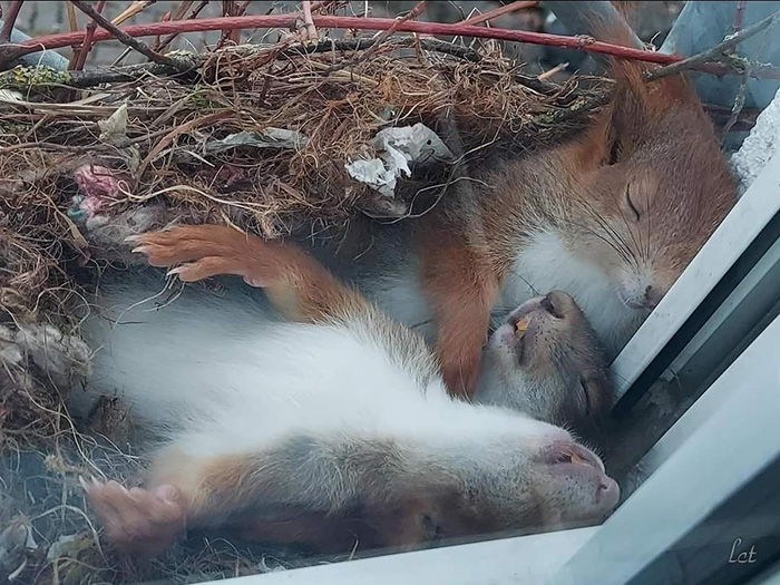 Sleeping squirrels in their nest on someone's window ledge