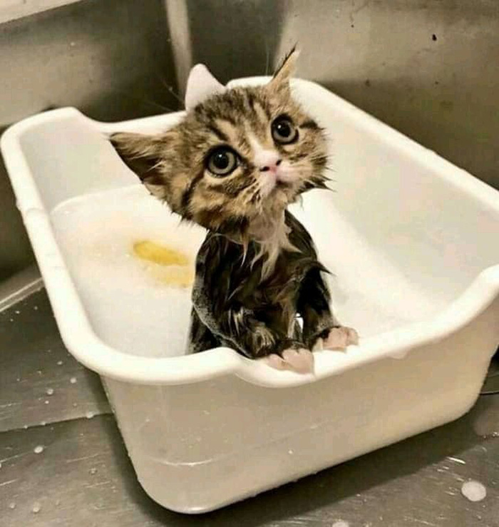 3d6az-cat-bath.jpg