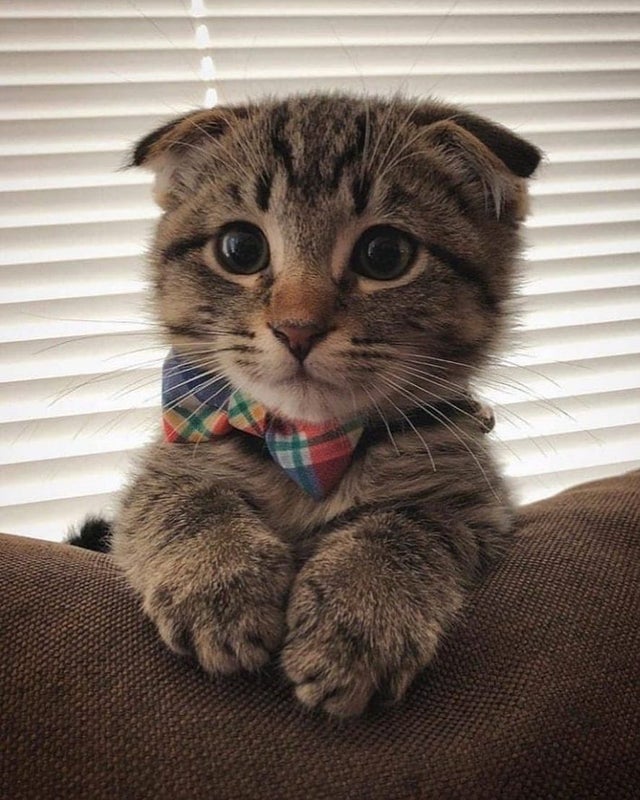 kitten in bowtie