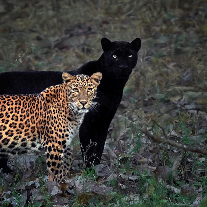 light and dark panther couple