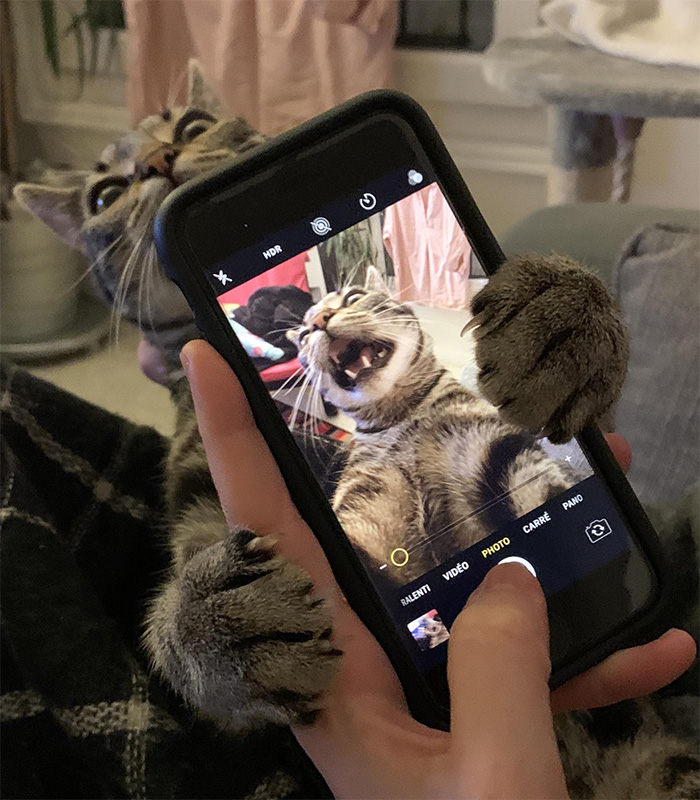 funny cat picture
