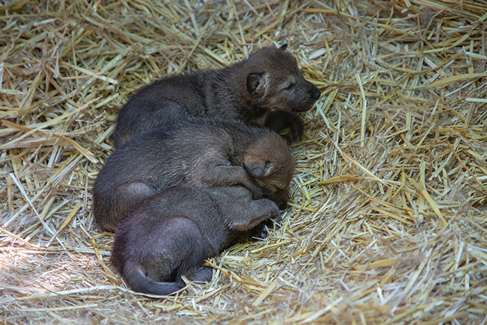 red wolf pups born at zoo