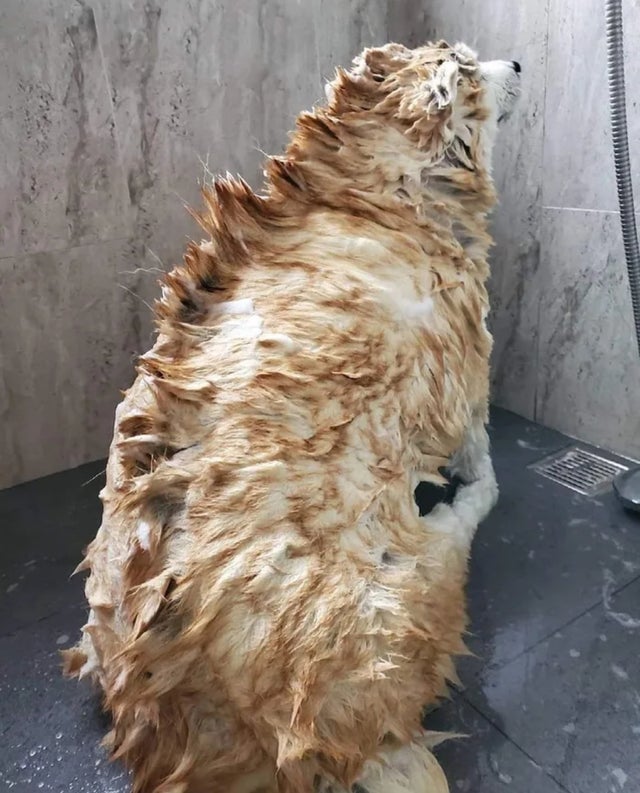 dogzilla