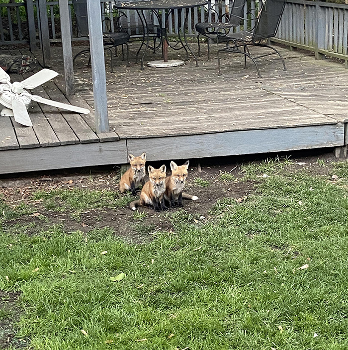 fox family