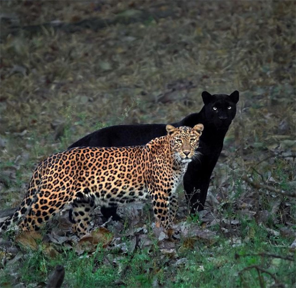 light and dark panther couple