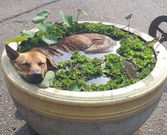 m0bc9-forbidden-soup.jpg