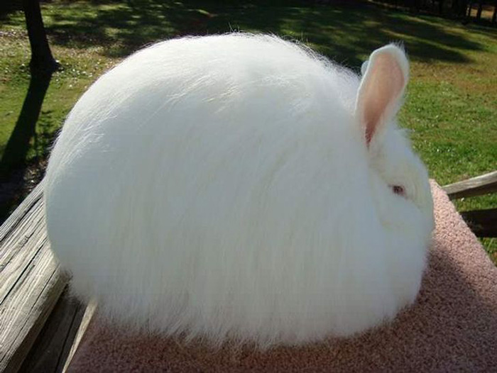 soft fluffy bunny