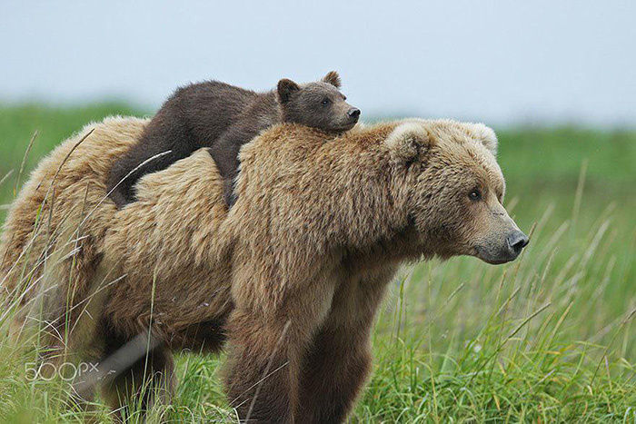 nco3y-momma-bear-and-her-cub.jpg