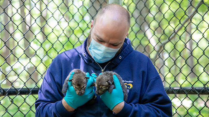 red wolf pups born at zoo