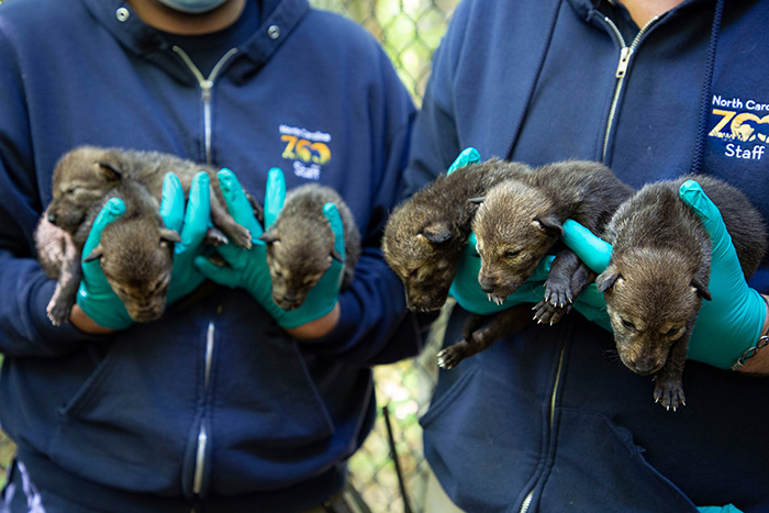 red wolf pups born at zoo