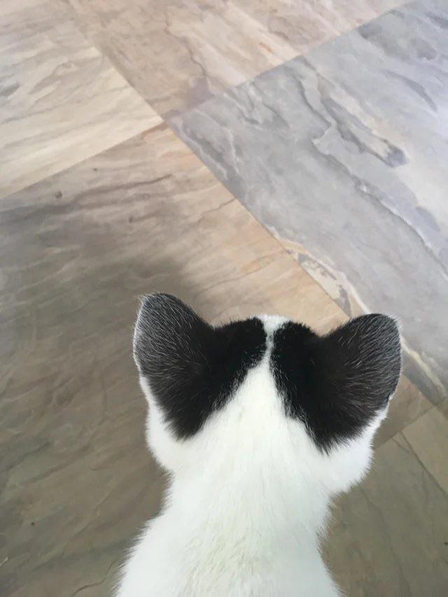599wc-kitten-heart-ears.jpg