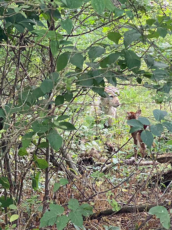 dog rescues baby deer