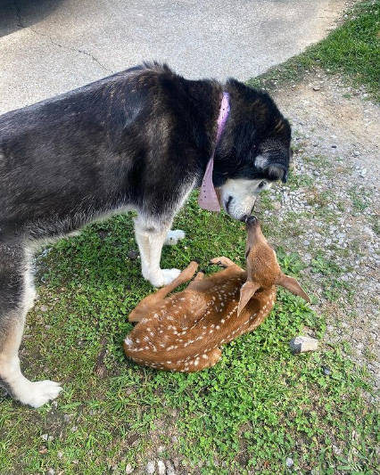  deer helps injured deer