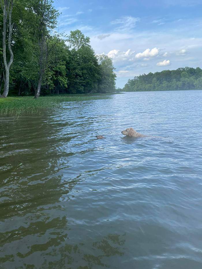 dog rescues baby deer