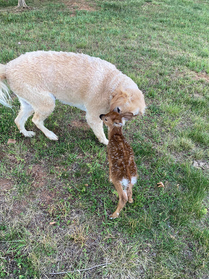 dog rescues baby deer