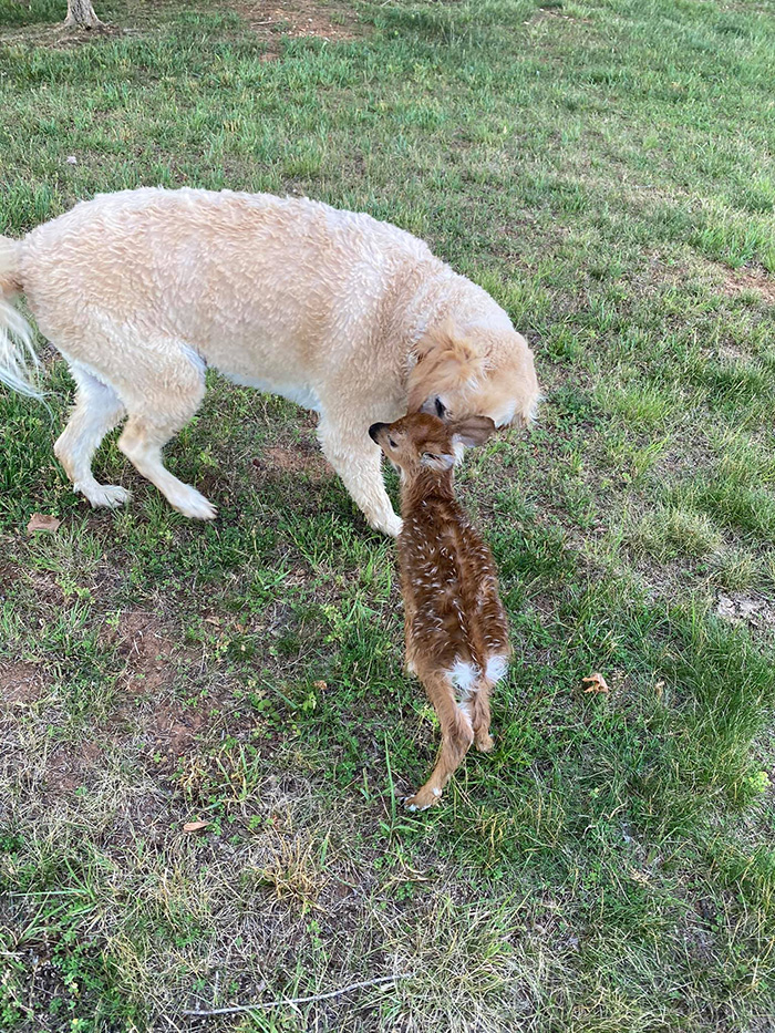 dog rescues baby deer