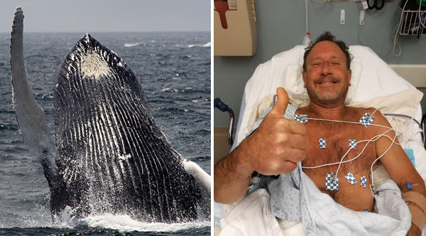 Man Eaten By Whale
