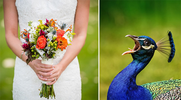 peacock for wedding