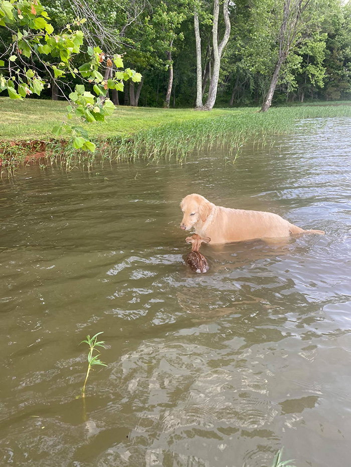 dog rescues baby deer