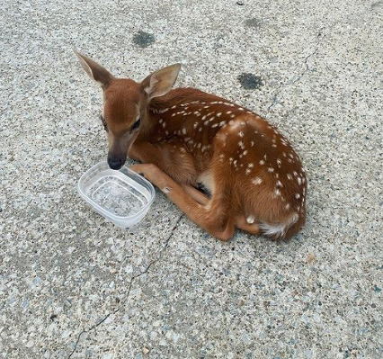  deer helps injured deer