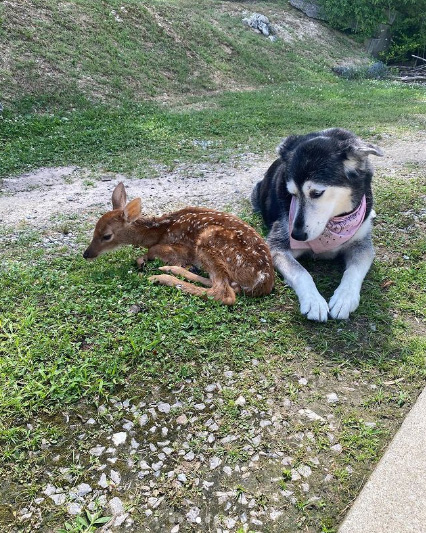  deer helps injured deer