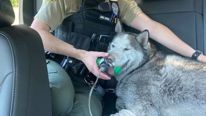 husky saved from fire in building