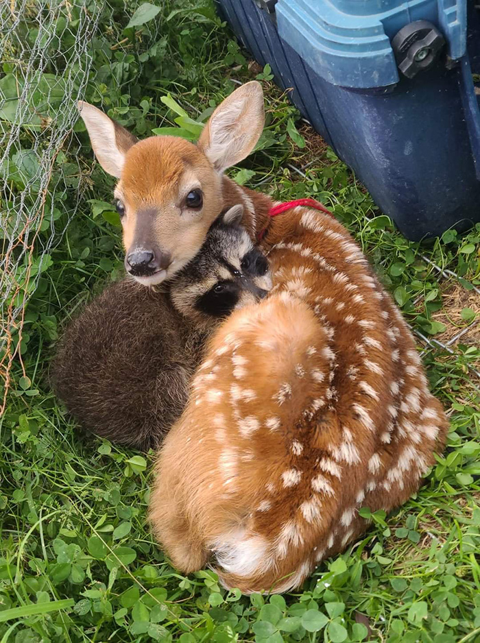 tirj5-raccoon-and-baby-deer-cuddle.jpg