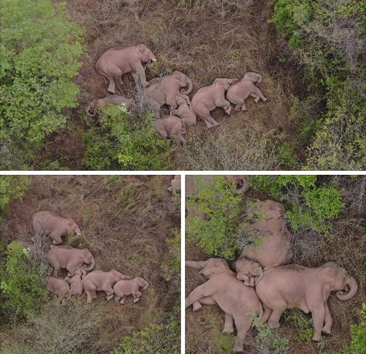 herd of elephants napping video