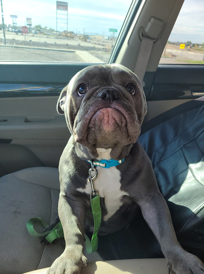 uqyq8-dog-face.jpg
