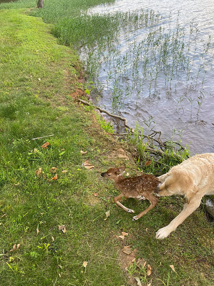 dog rescues baby deer