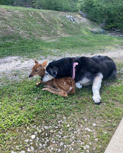  deer helps injured deer