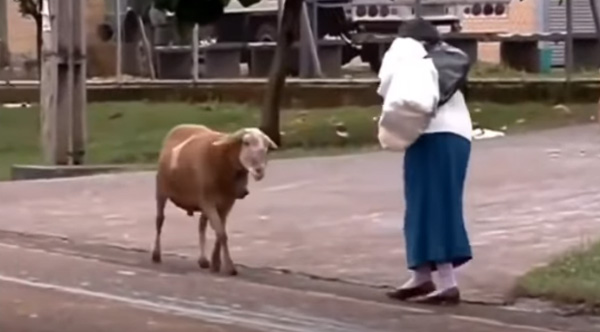 Comedian Adds Hilarious Voice Over To Goat Ramming People