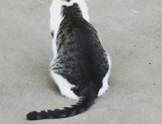 67zrh-2cat-on-cat-1.jpeg