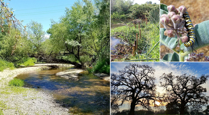 beavers restore doty ravine