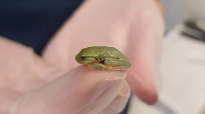 tree frog surgery