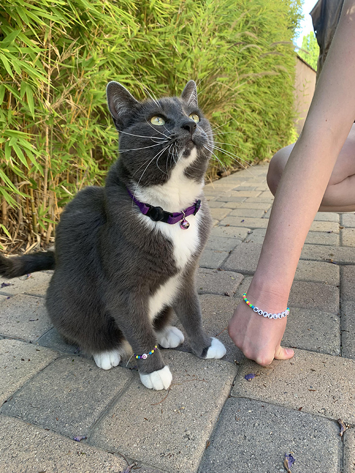 fsfrg-cat-friendship-bracelet.jpg