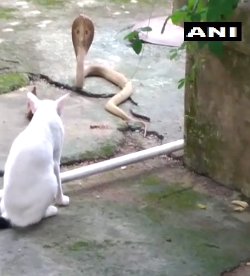 cat protects family from cobra