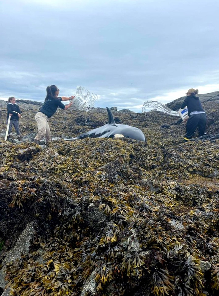 people help stranded orca pouring water