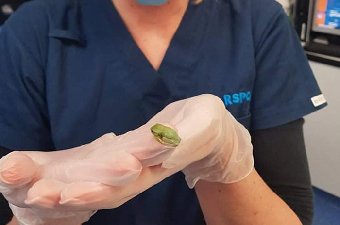 tree frog surgery