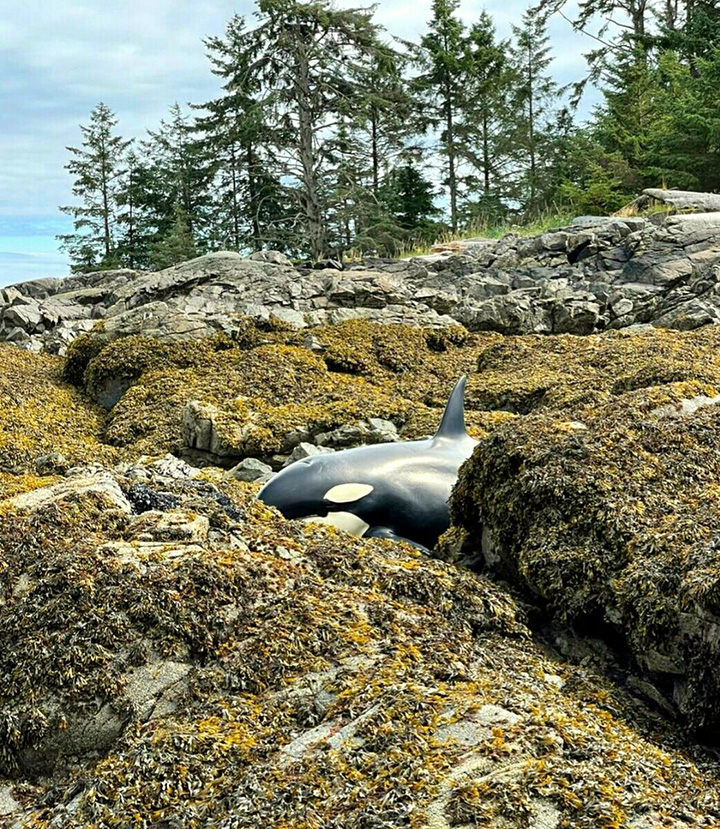 people help stranded orca pouring water