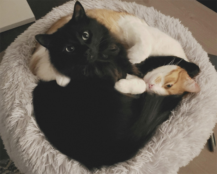 cats snuggle in bed