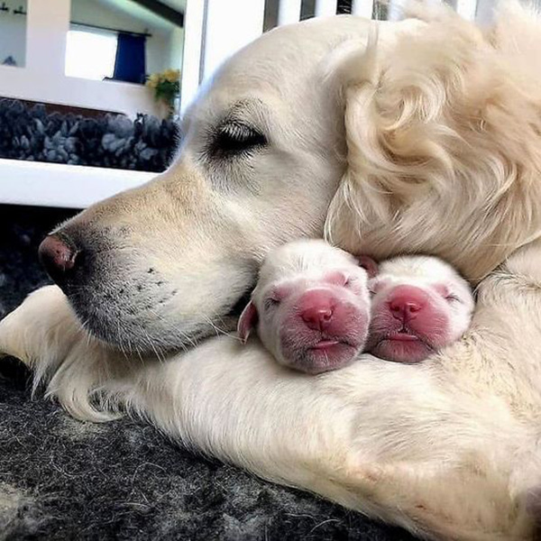 0e43p-mom-and-newborn-babies.jpg
