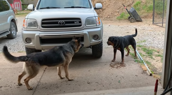 Alfa sales german shepherds