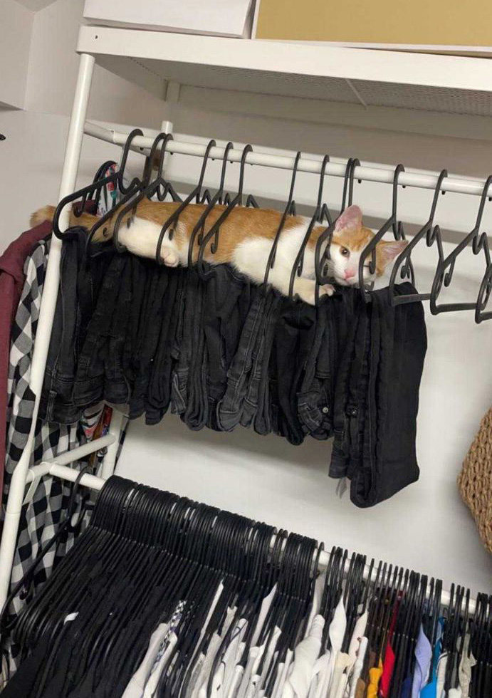 8a2lm-cat-on-clothes-hangers.jpg