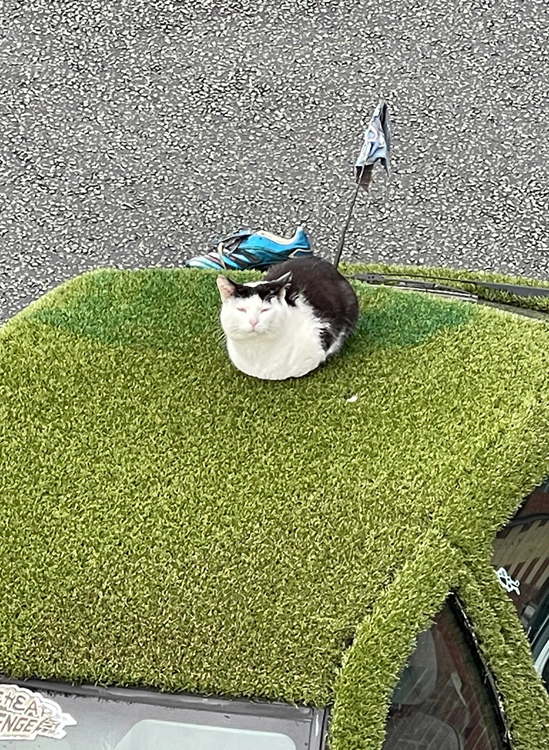 cat on astro turf car